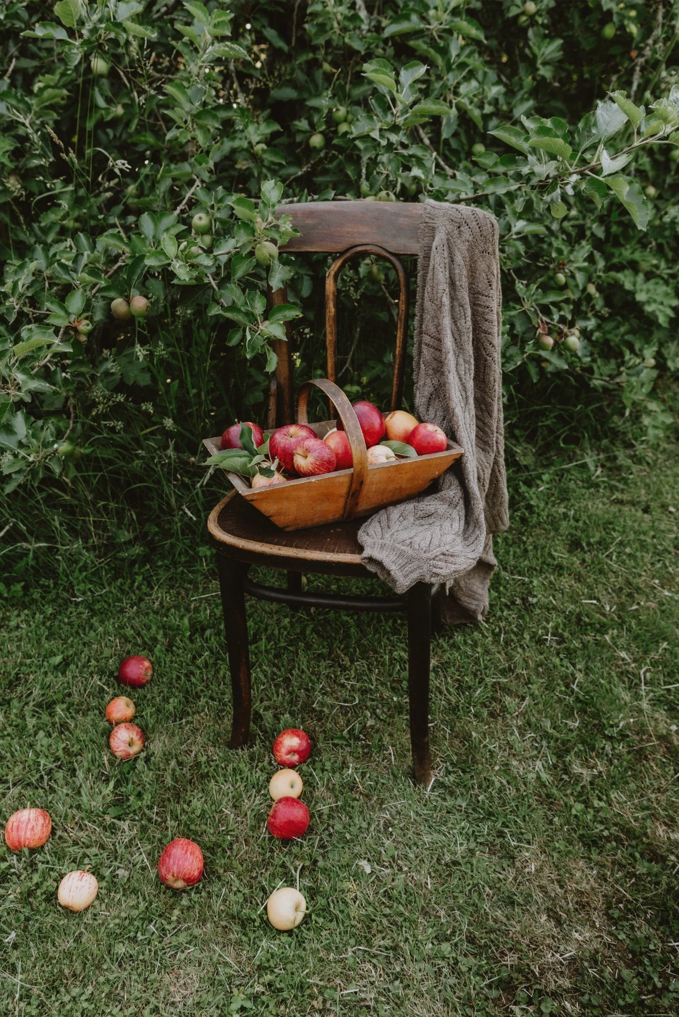 A wooden chair with a grey cloth draped over the backrest, sitting on grass in a garden, with a basket of apples on the seat and some apples scattered on the ground, and a bush with small green apples in the background.