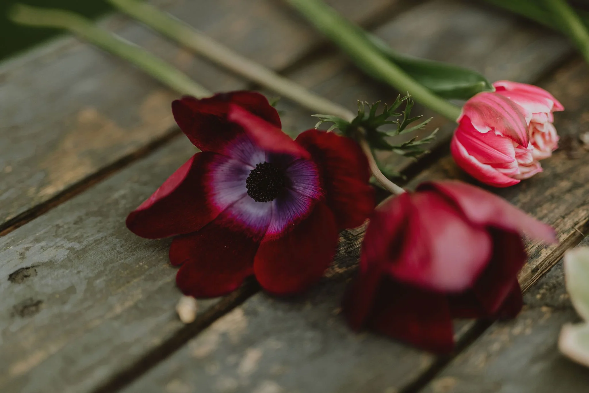 WildlyBeautifulFlowersSpring335.jpg