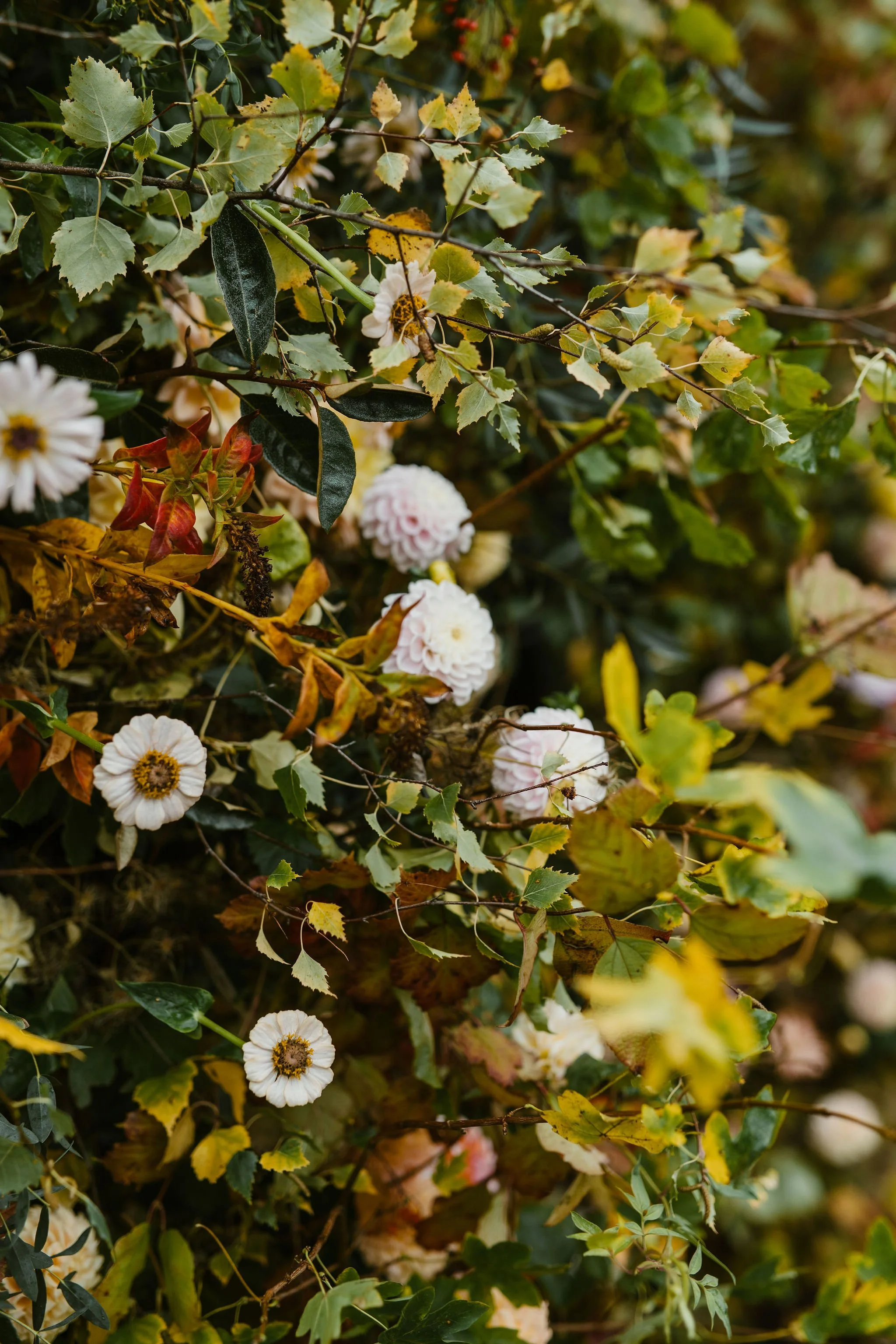 Close-up of a dense cluster of white and light pink flowers with green and yellow leaves, some turning yellow and brown, suggesting an autumn setting.