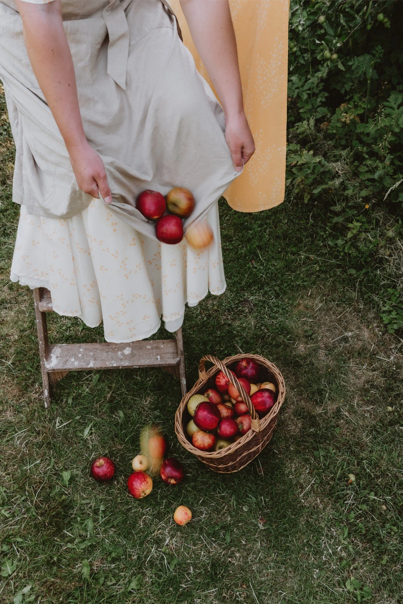A person is standing on a small wooden stool, tossing apples from a beige cloth. There are red and green apples, some on the ground, a woven basket filled with apples, and green foliage in the background.
