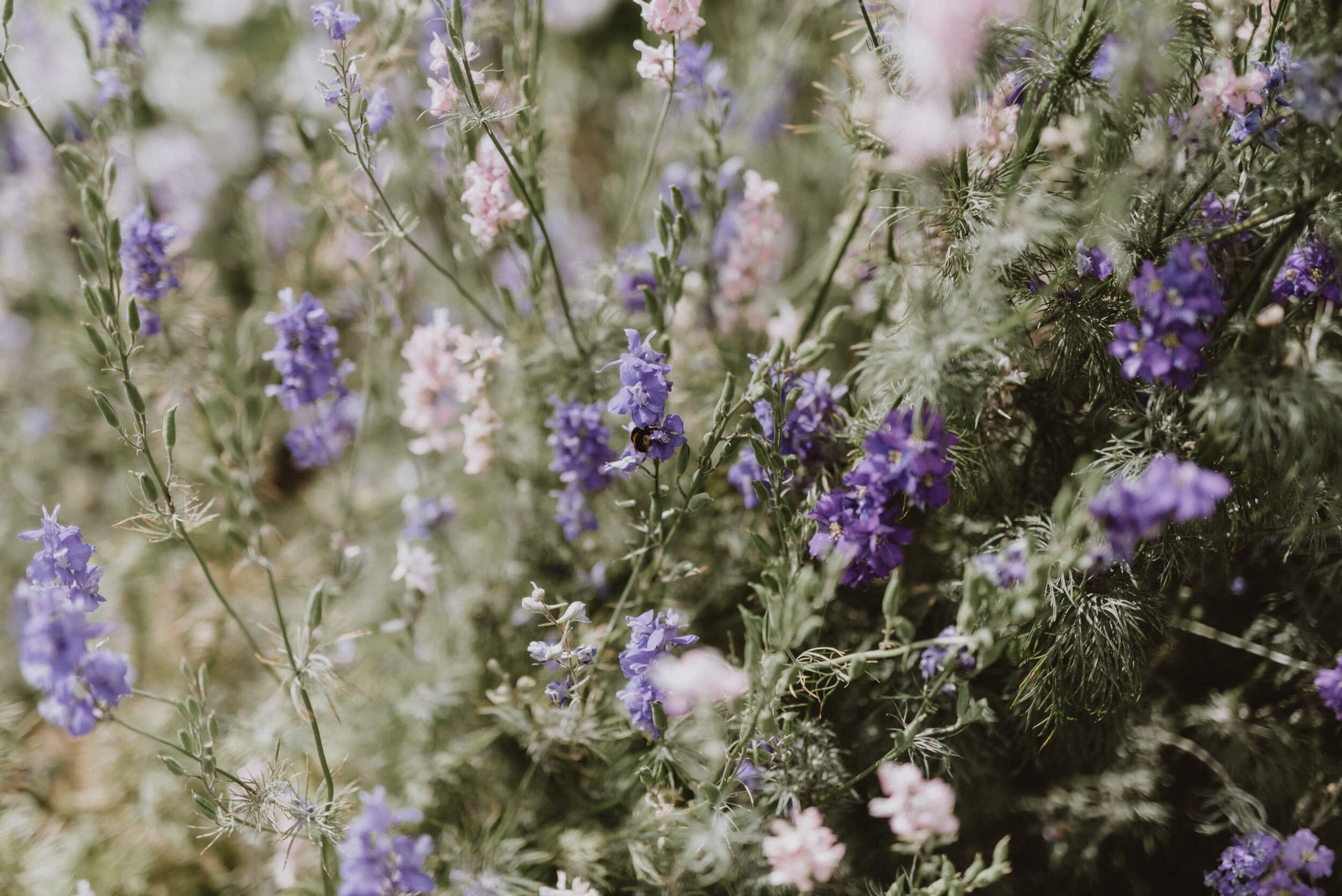 Rectory Garden Flowers — Kate Cullen Coaching & Photography