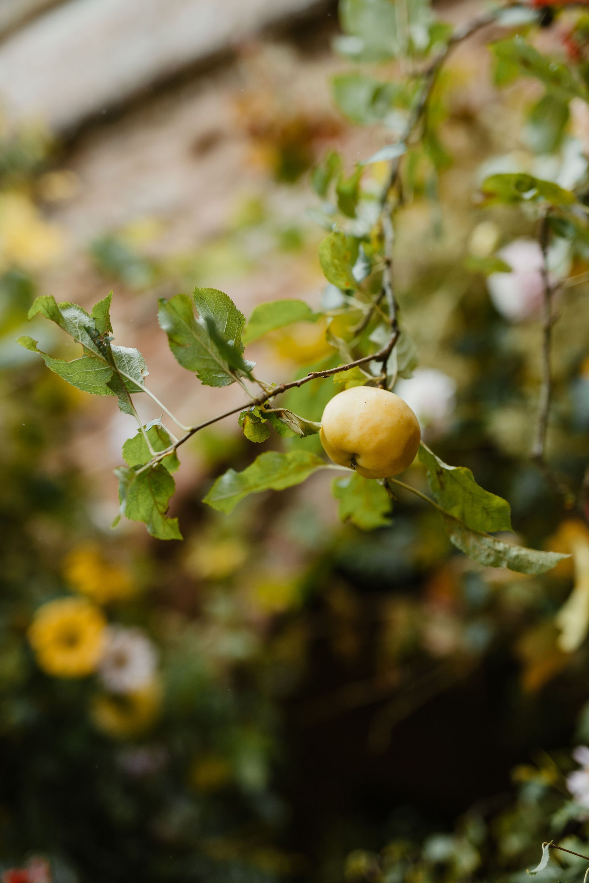 A single yellow apple hanging from a branch with green leaves, with a blurred background of more plants and flowers.