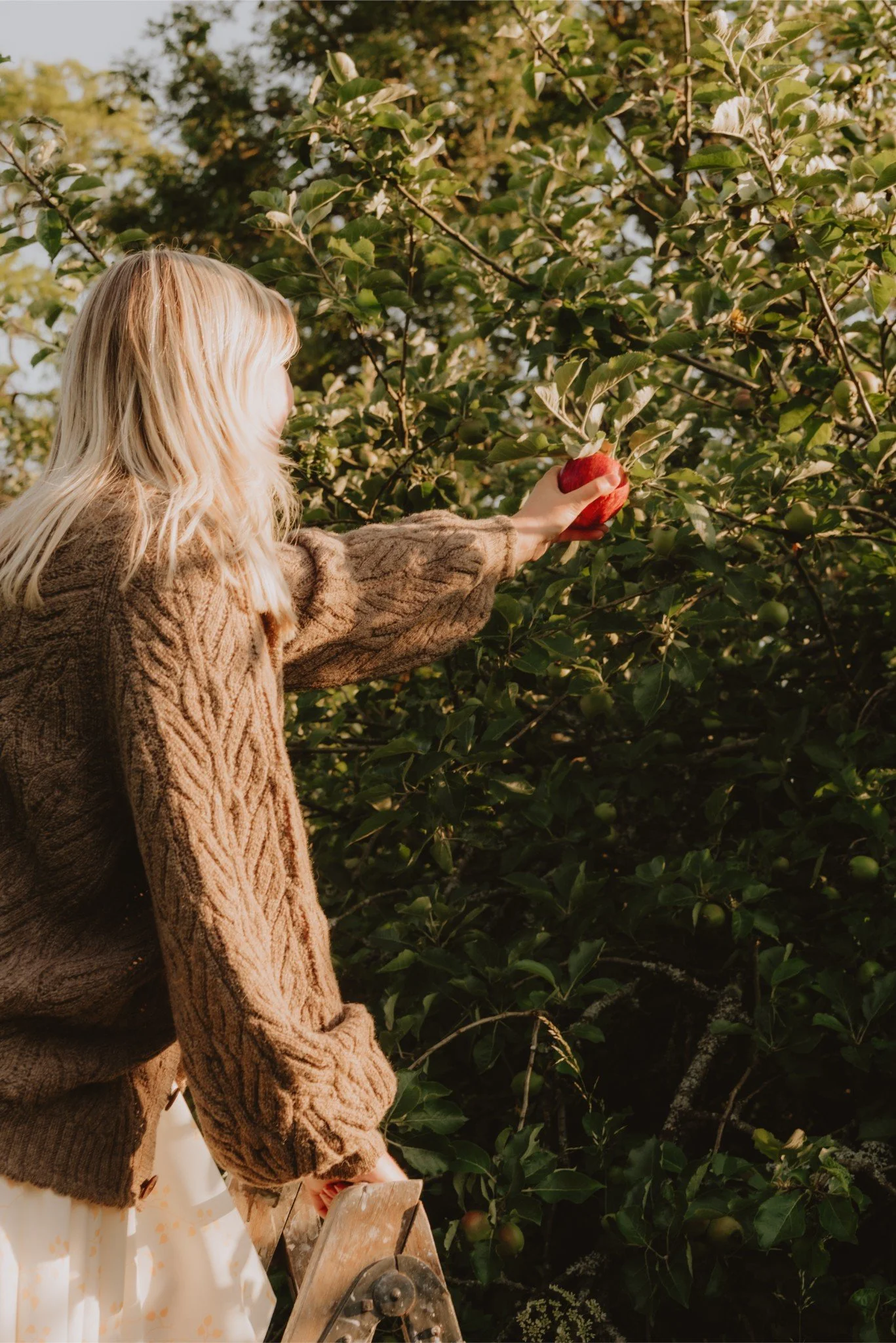 A woman with blonde hair picking an apple from an apple tree in an orchard during daylight.