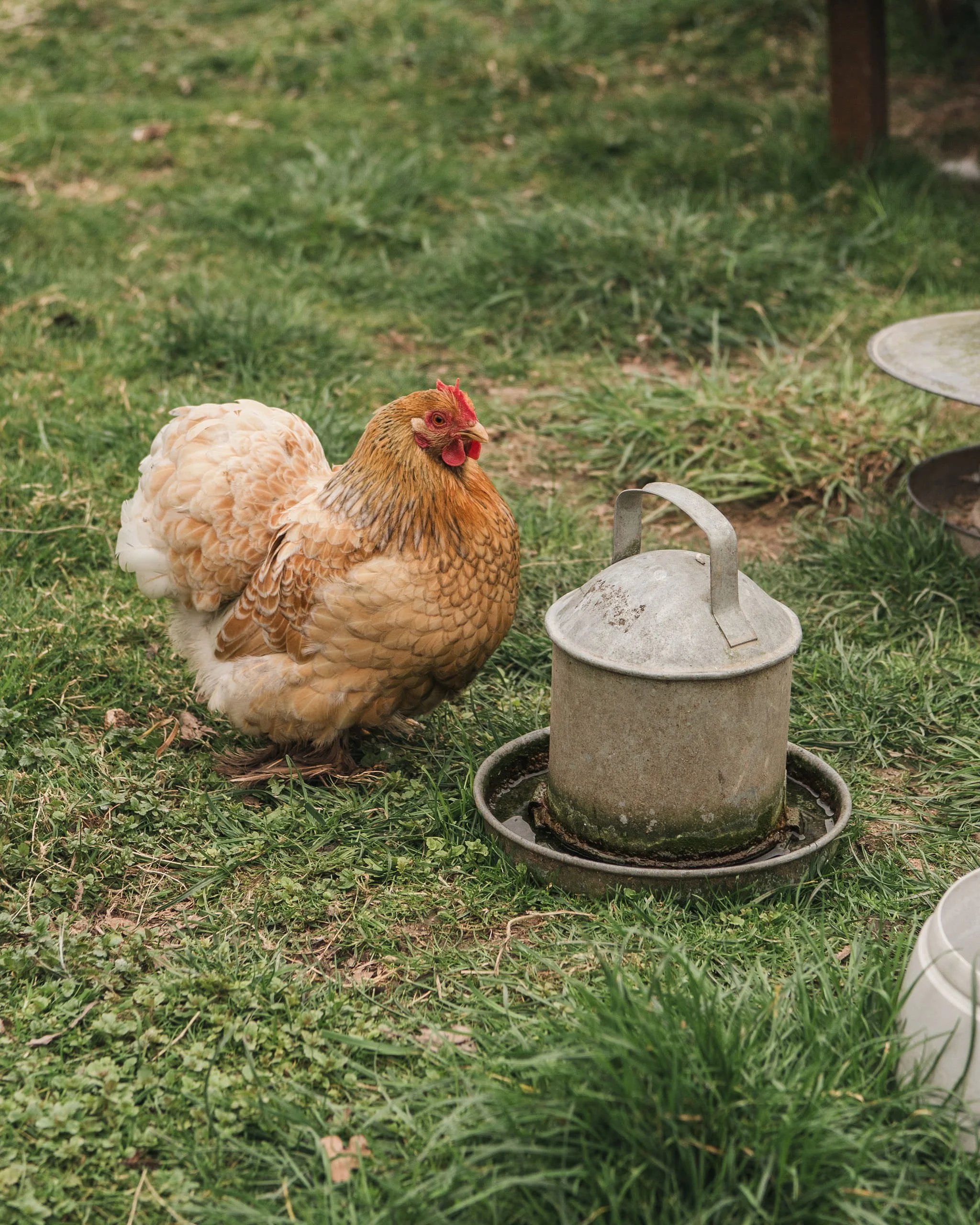 Sorbet Living lifestyle photoshoot by Kate Cullen (40).JPG