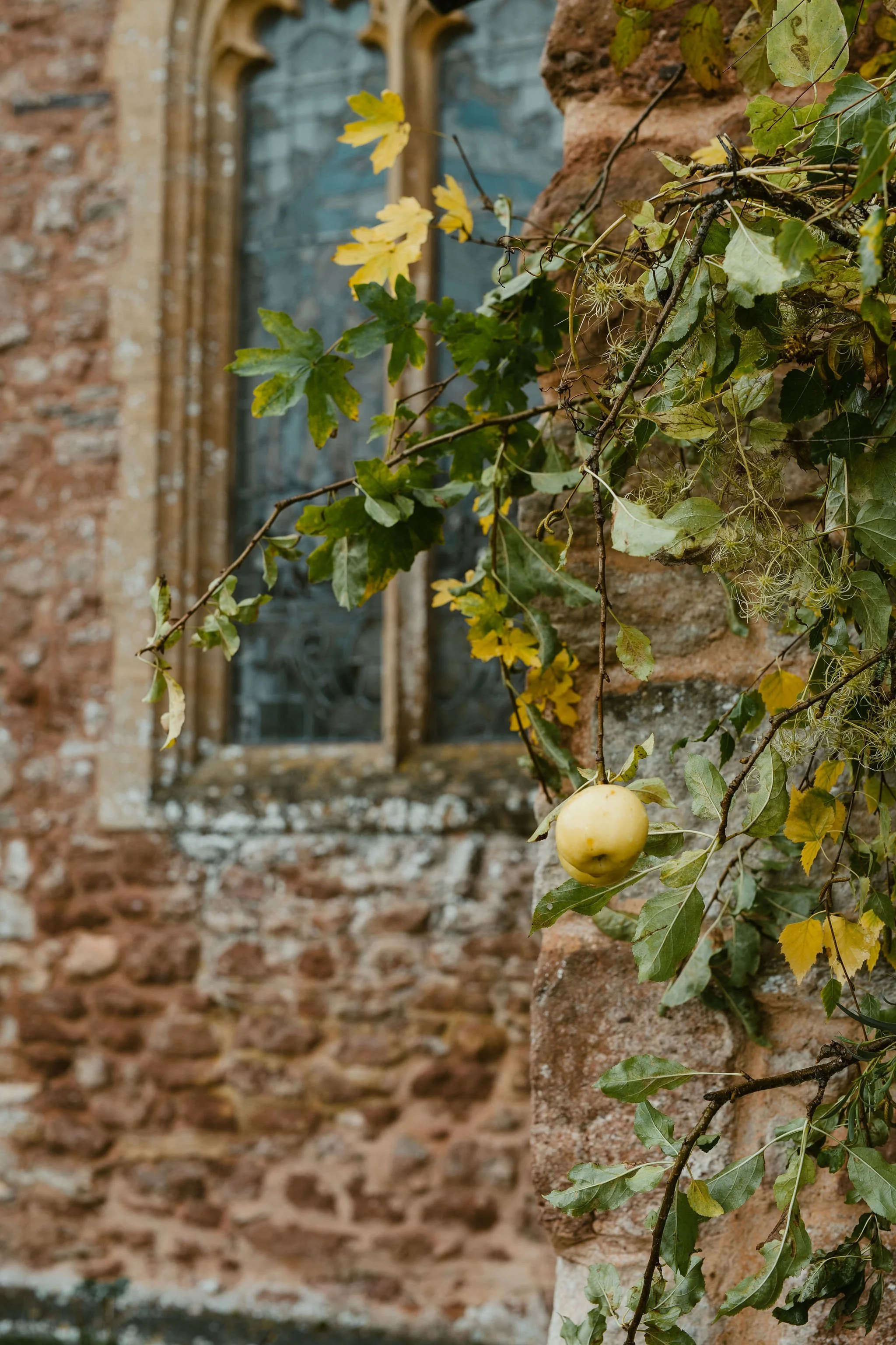 A branch of a plant with green and yellow leaves and a single small yellow fruit hanging from it, growing on an old brick wall near a window with a stone frame.