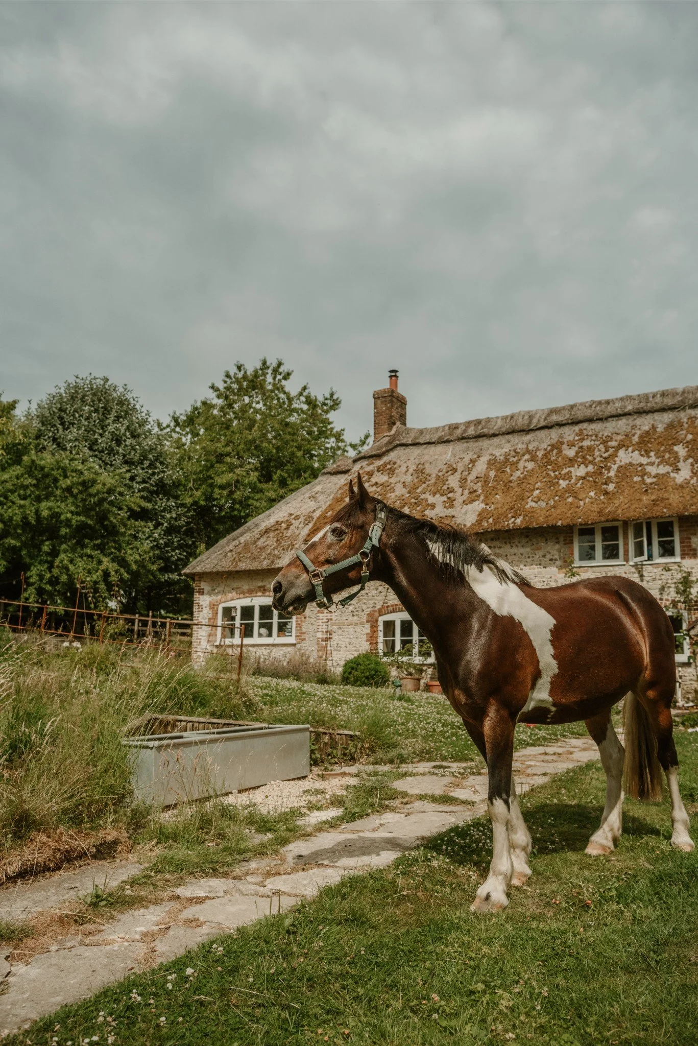A brown and white pinto horse standing on a grassy area in front of a rustic, thatched-roof cottage with trees in the background.