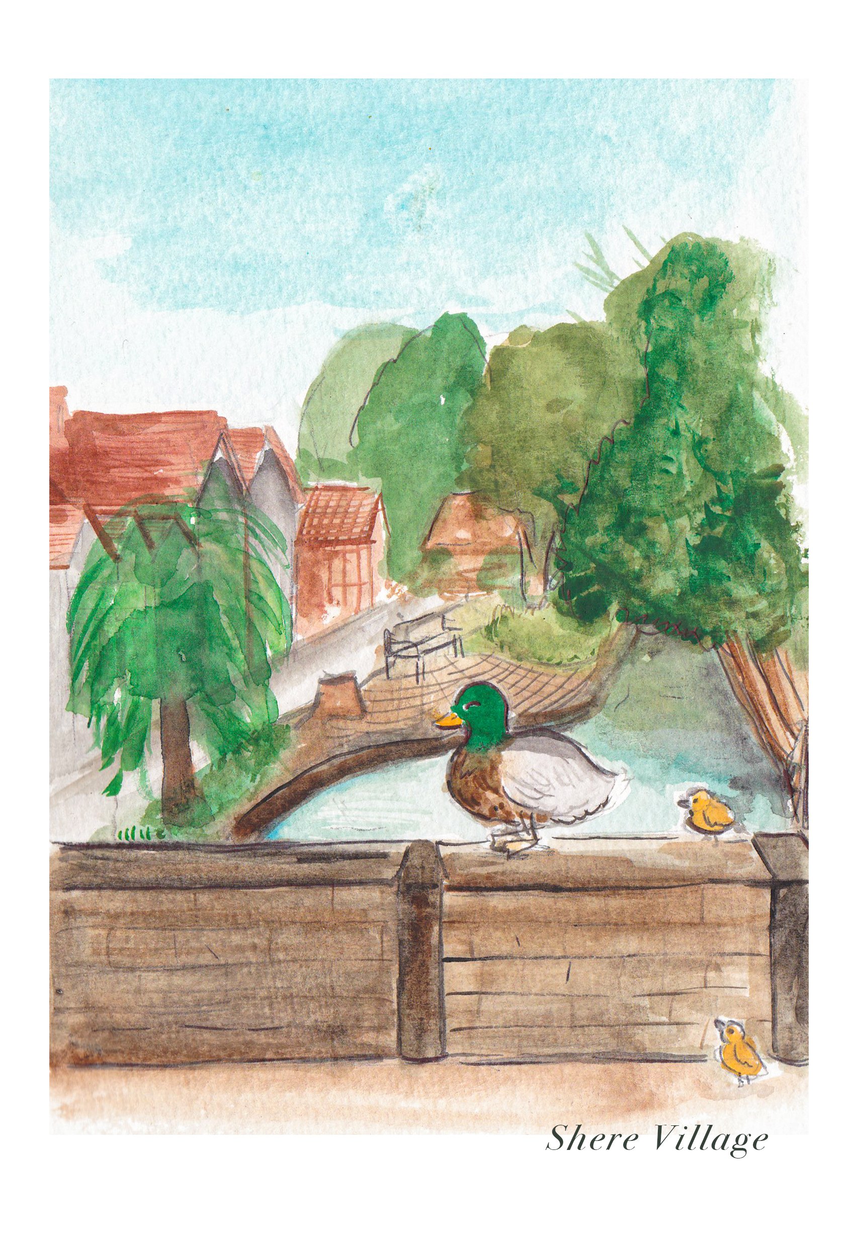 Shere ducks.jpg