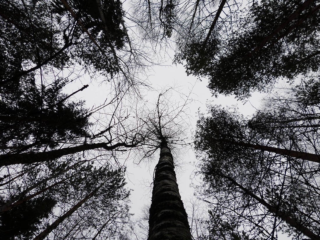In_a_Finnish_forest_looking_up.jpg