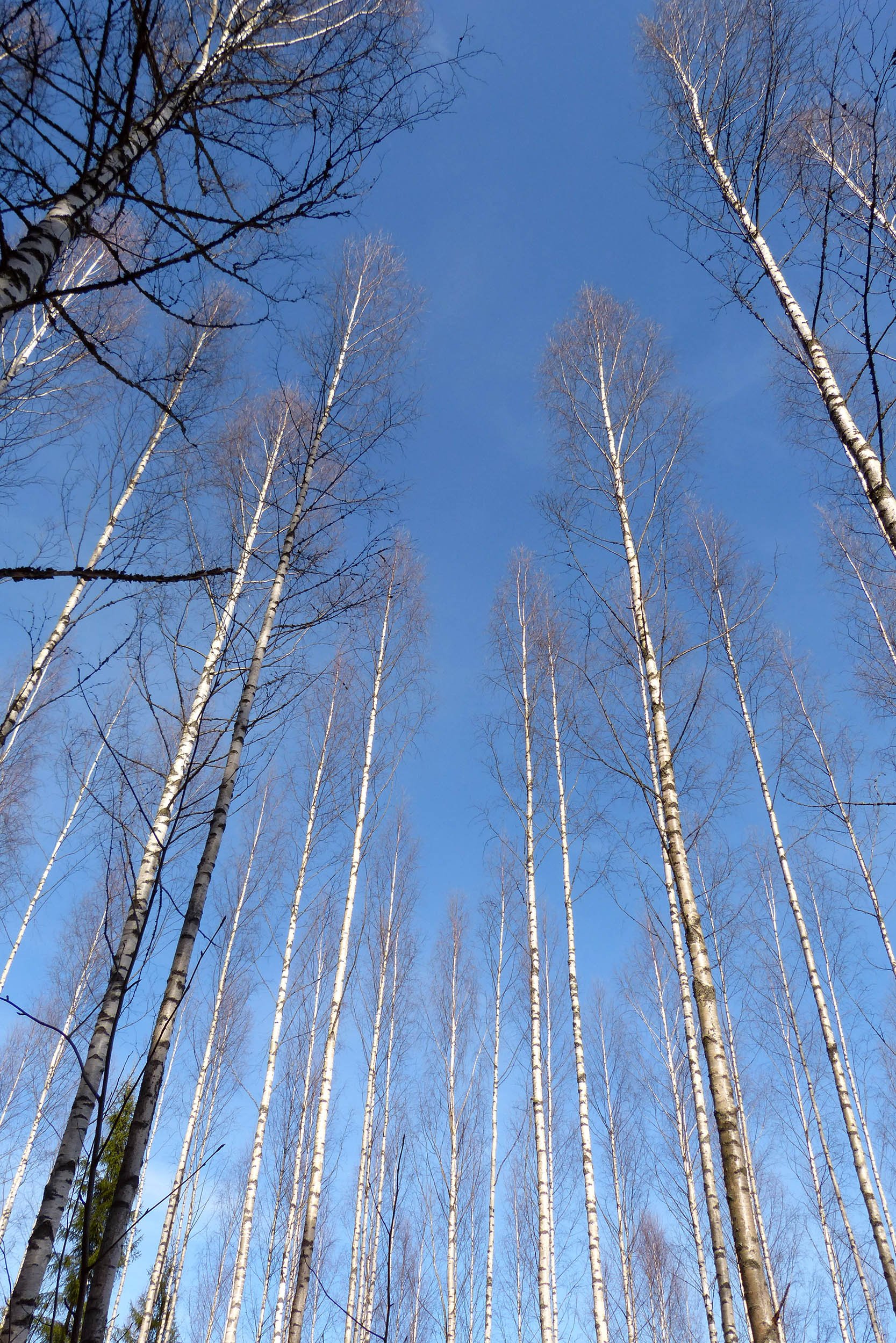 In_a_birch_forest_looking_up.jpg
