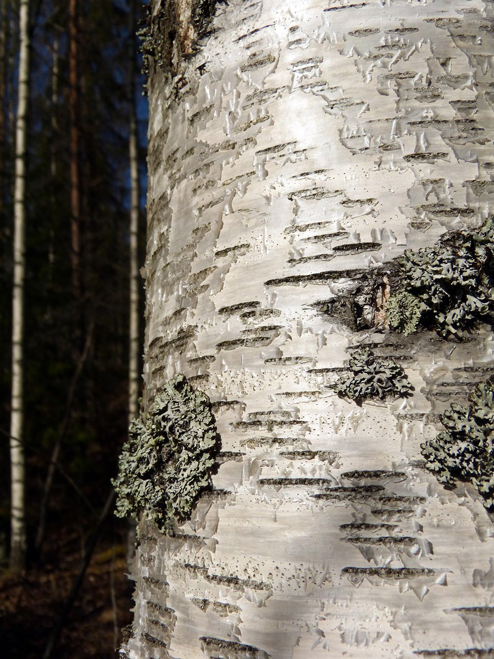 Birch_bark_Finland.jpg