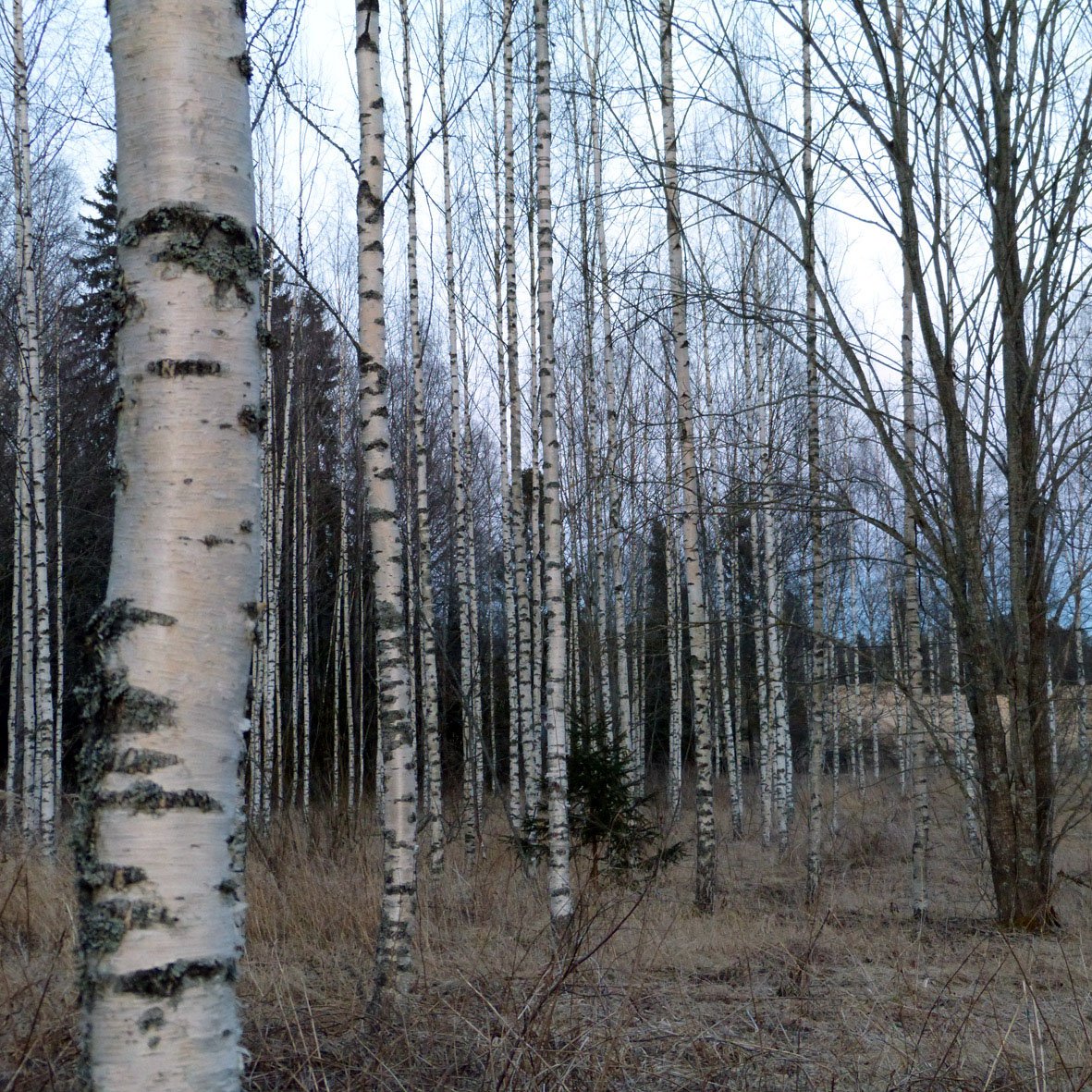 Birch_trees_and_other_order_vs_chaos.jpg