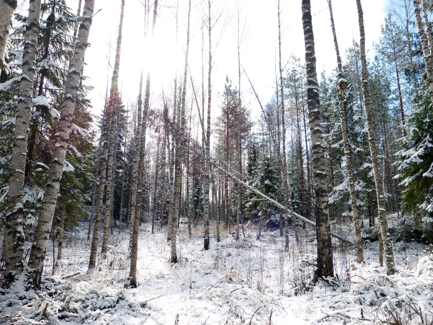 Fallen-snow-tree-Finland.jpg