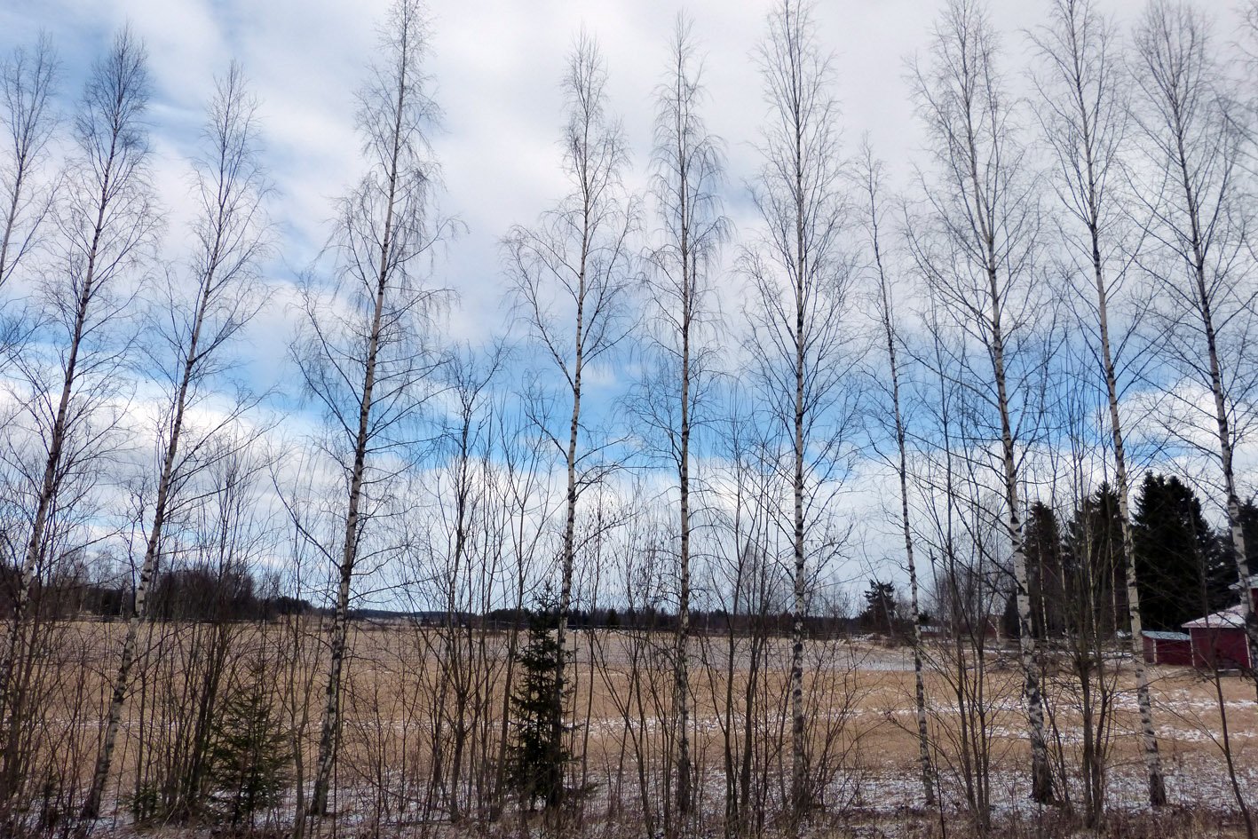 Birch-trees-and-blue-sky.jpg