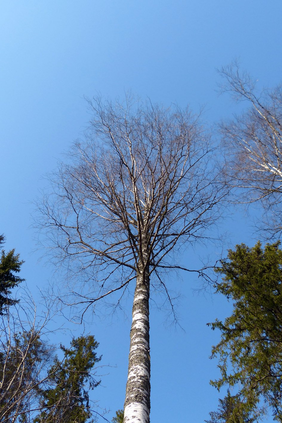 Birch-tree-in-Finland.jpg