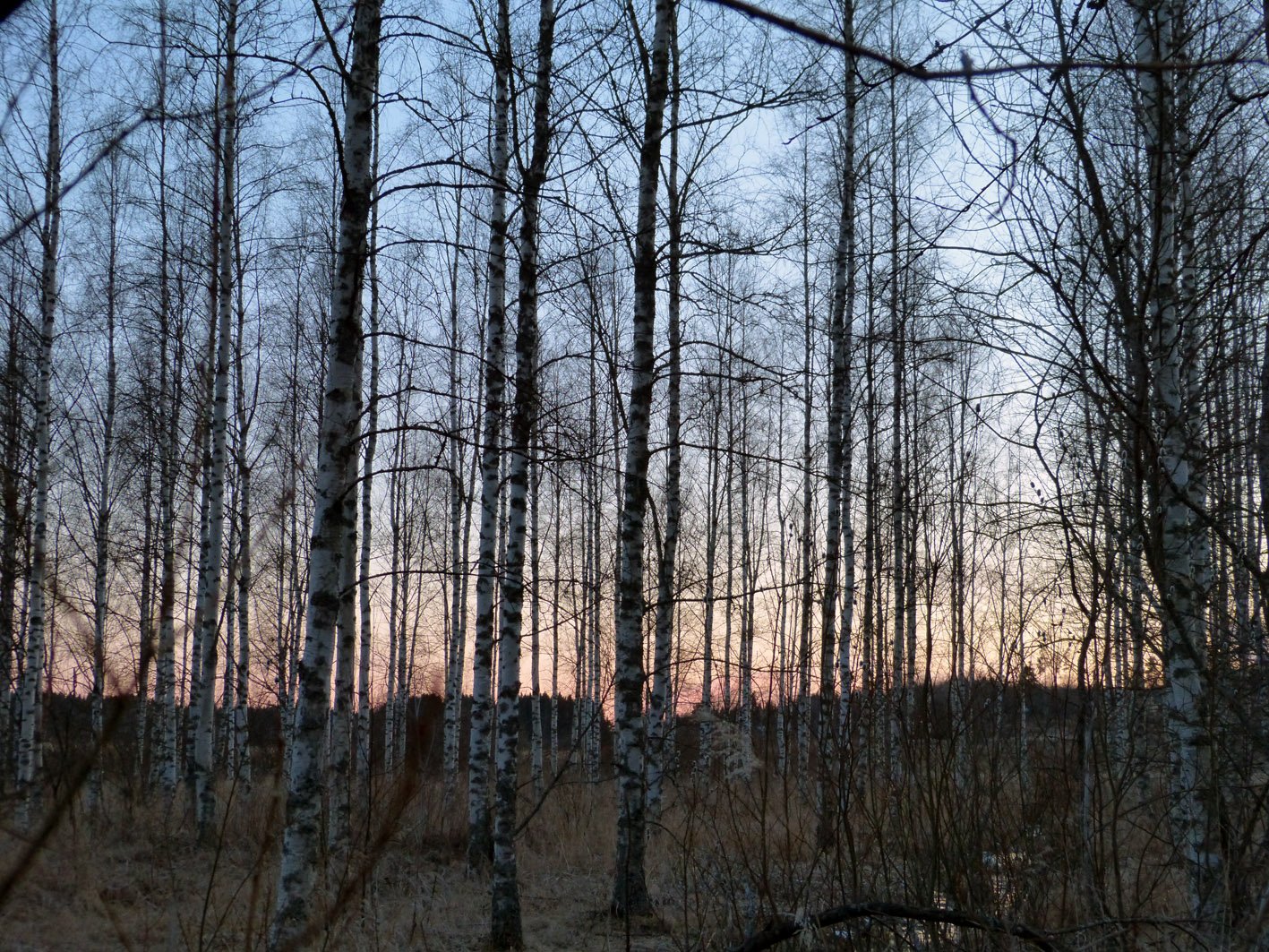Birch-trees-and-sunset.jpg