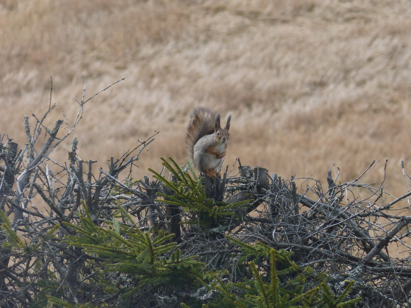 Squirrel-on-a-shrub-1.jpg