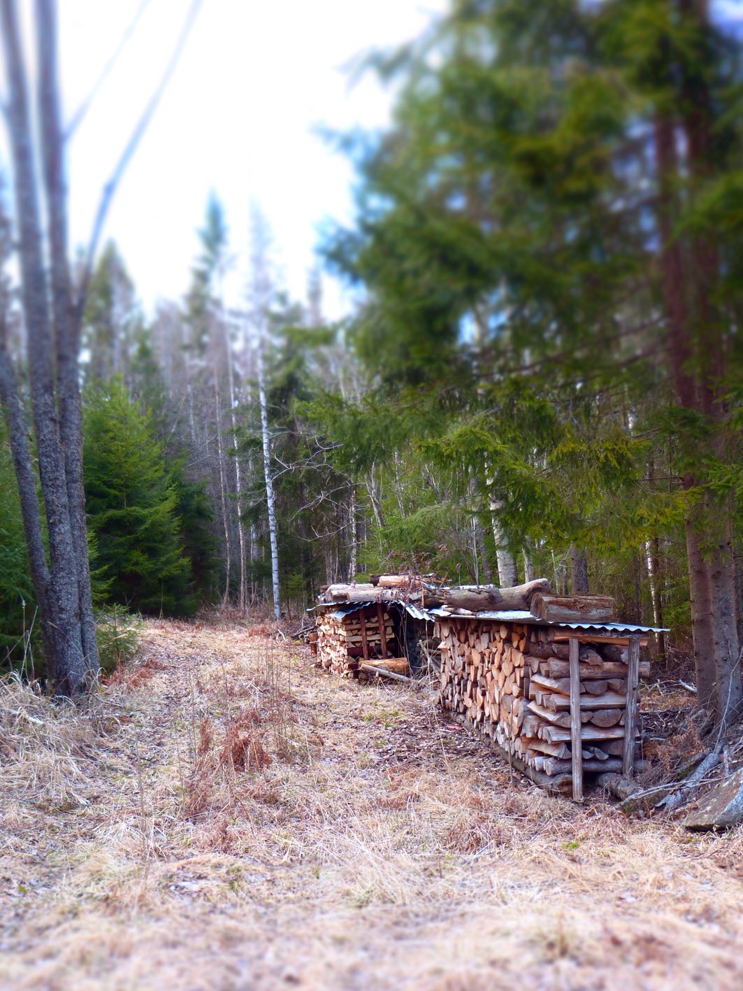 Log-piles-in-Finland.jpg