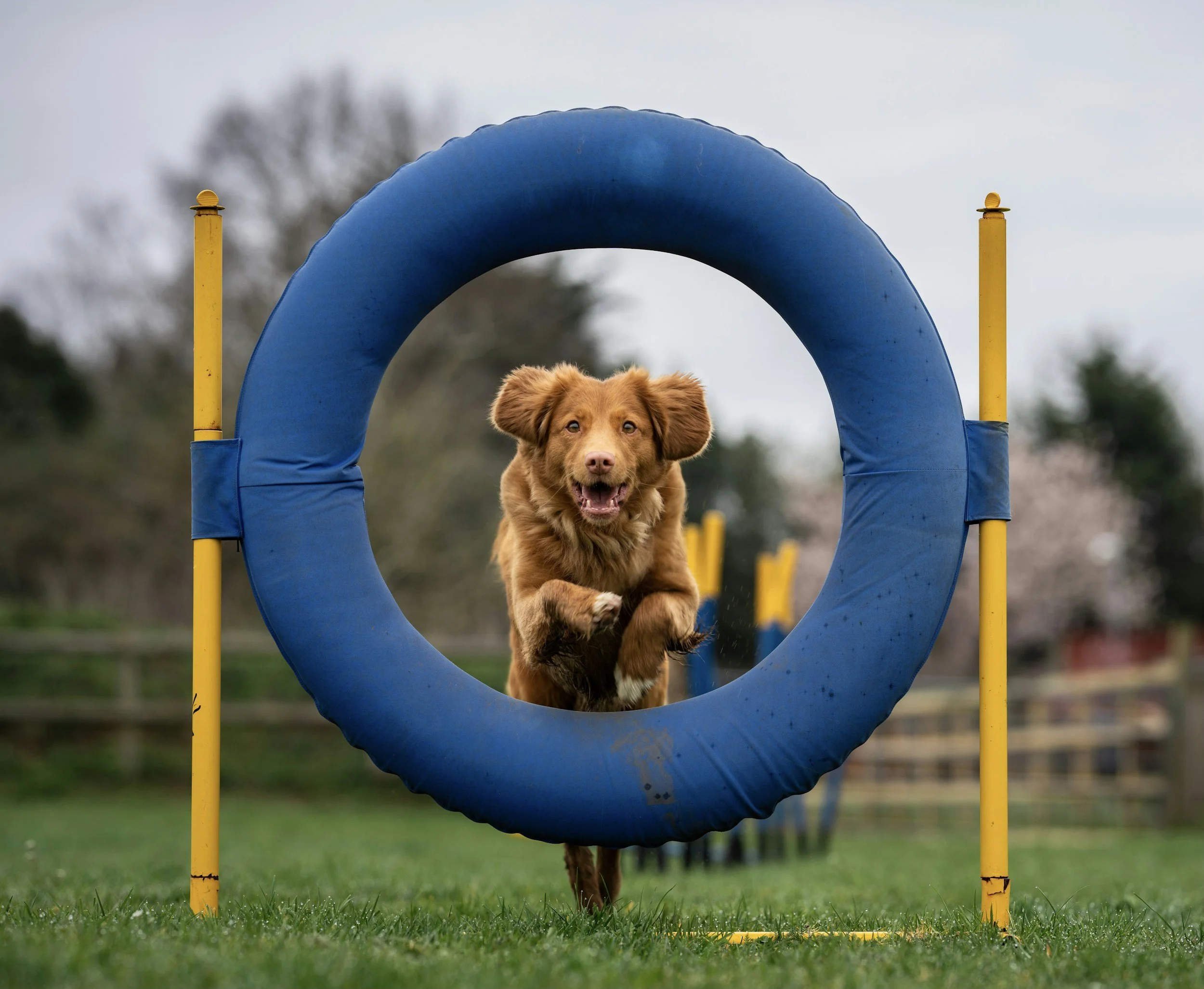 Ayrshire Dog Agility Club Show