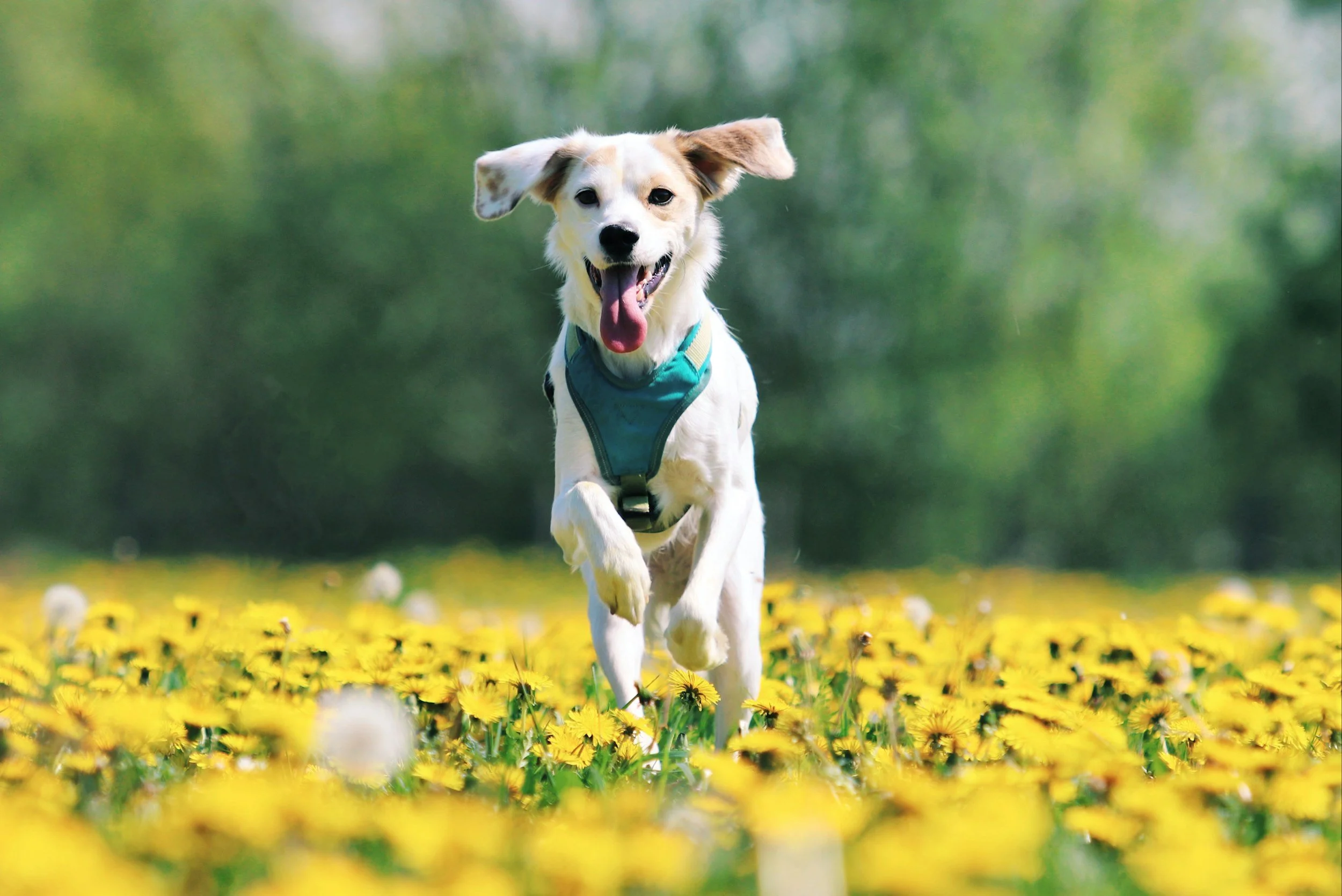 Muddy Mutts flyball competition