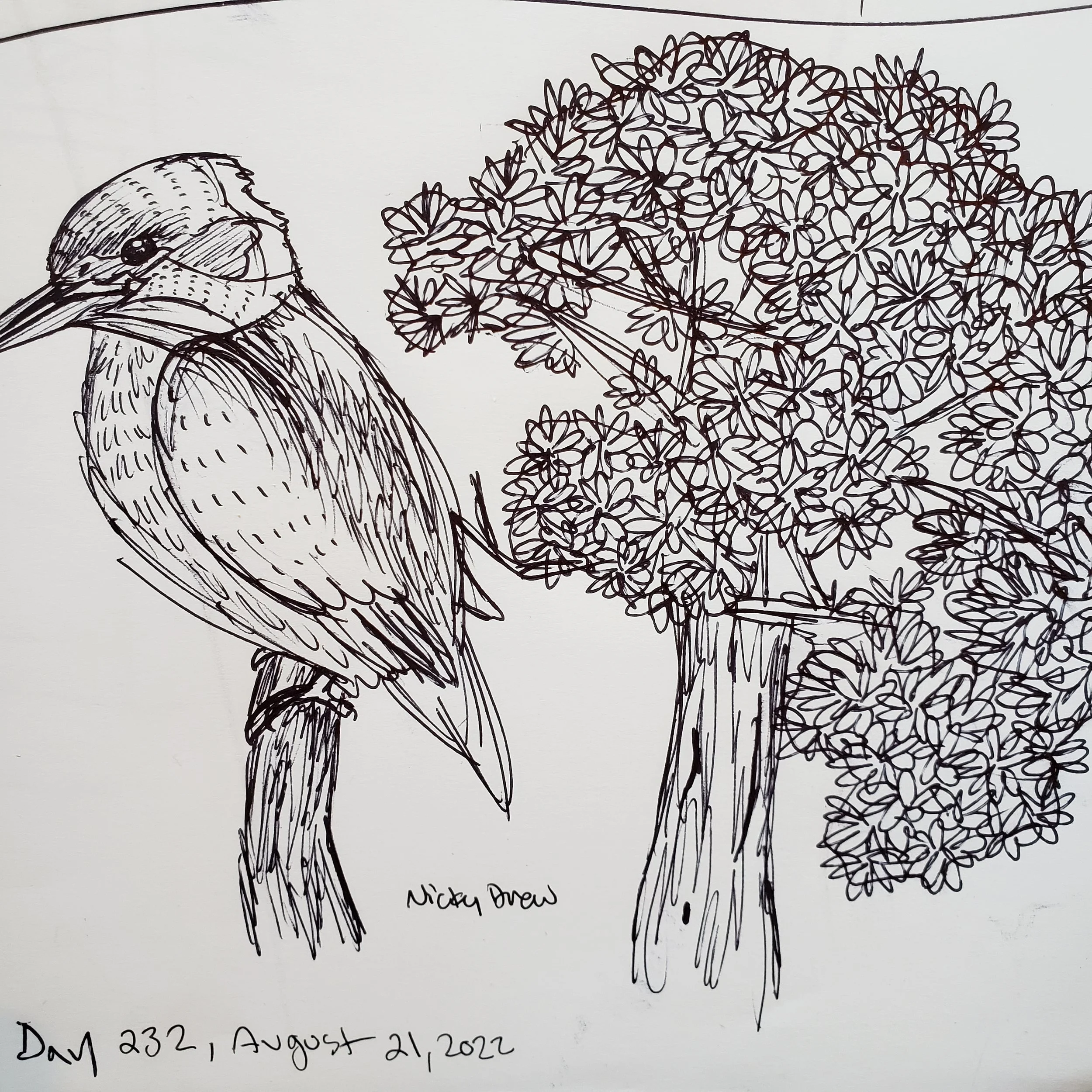 365 Days of Sketchbook: Week 34 — Nicky Drew