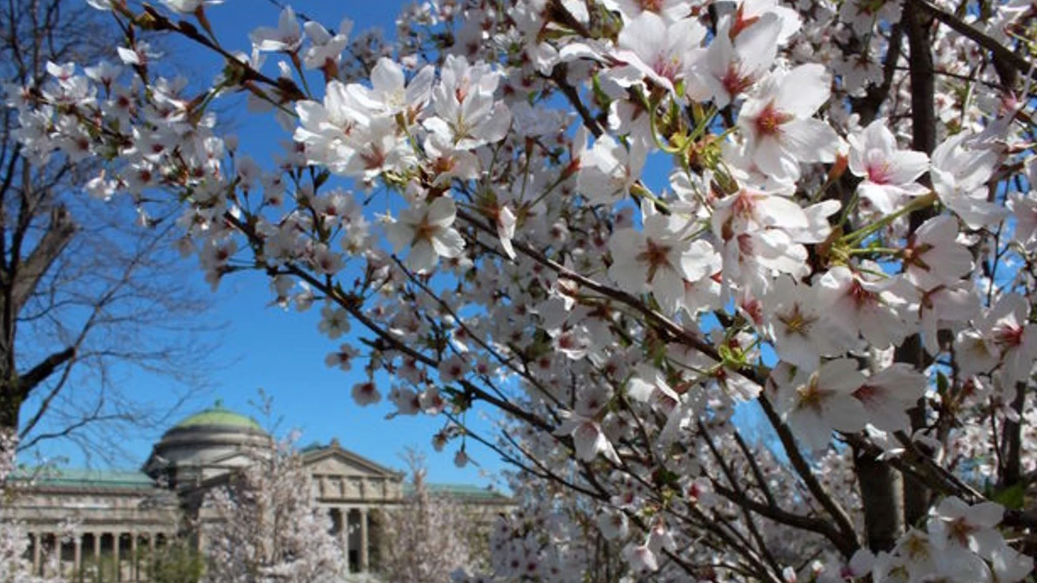 2018 Cherry Blossoms (karreport-1).JPG