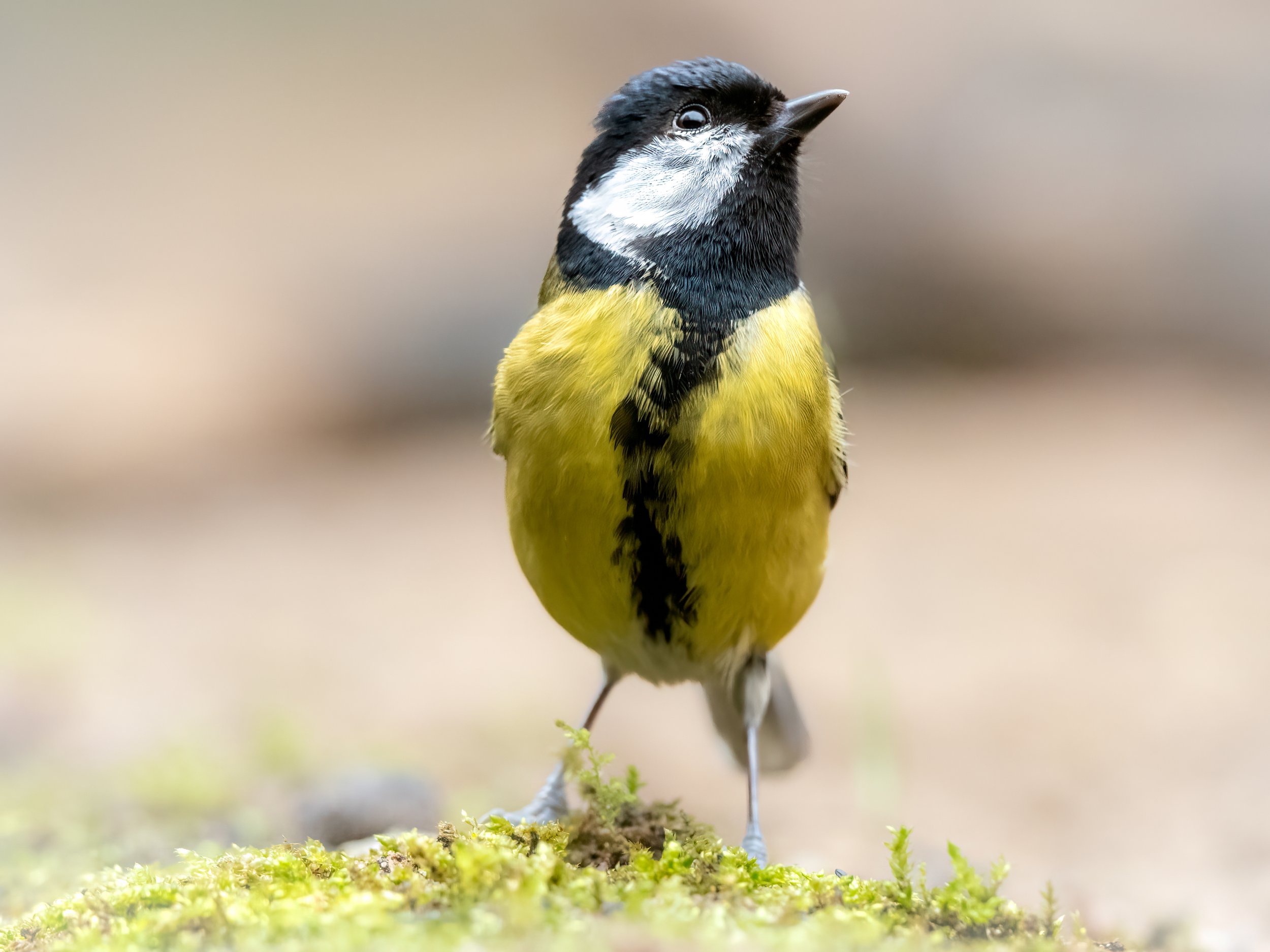 Review Olympus M. Zuiko Digital ED 300mm f/4.0 IS PRO. — Maikel Lonis wildlife photography