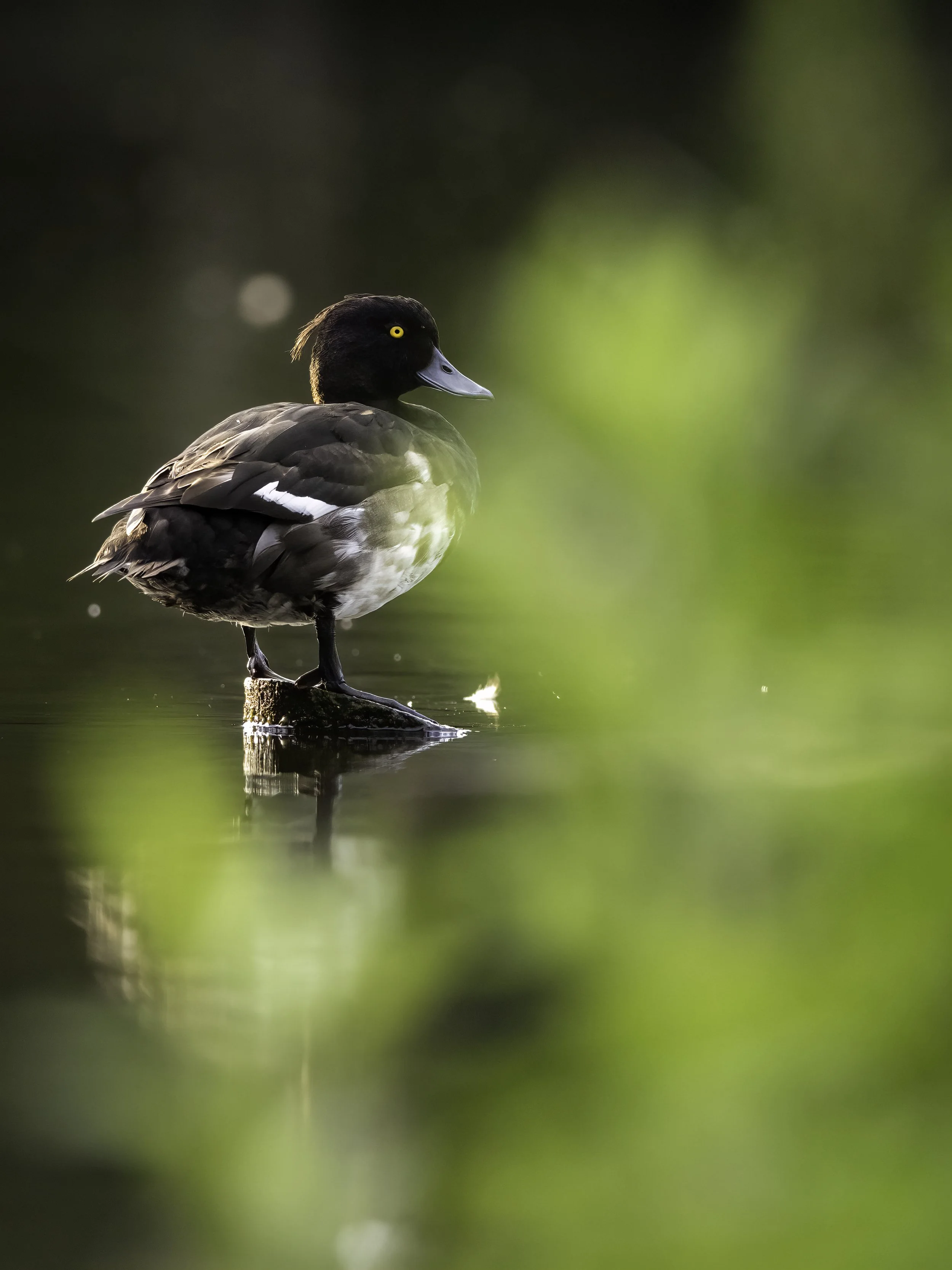 Review Olympus M. Zuiko Digital ED 300mm f/4.0 IS PRO. — Maikel Lonis wildlife photography