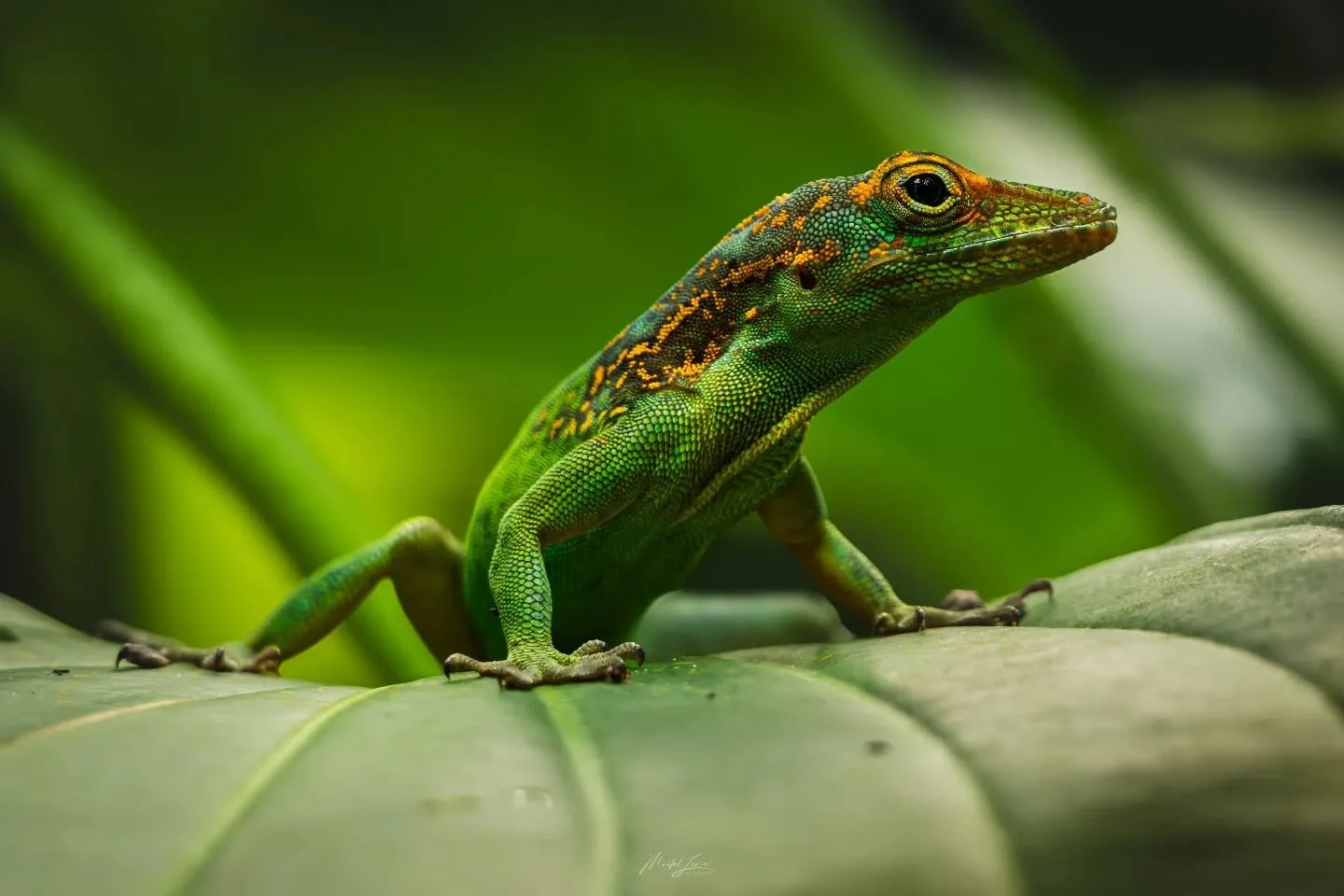 🦎 Just a relaxing day, doing some semi macro photography with a longer telelens is always a lot of fun. Shot on the 📷 Nikon Z8 with the Nikon S 180-600mm f5.6-6.3 VR lens handheld. 🔥

#macronature #macromood #macrophotography #macroworld #macro_ki