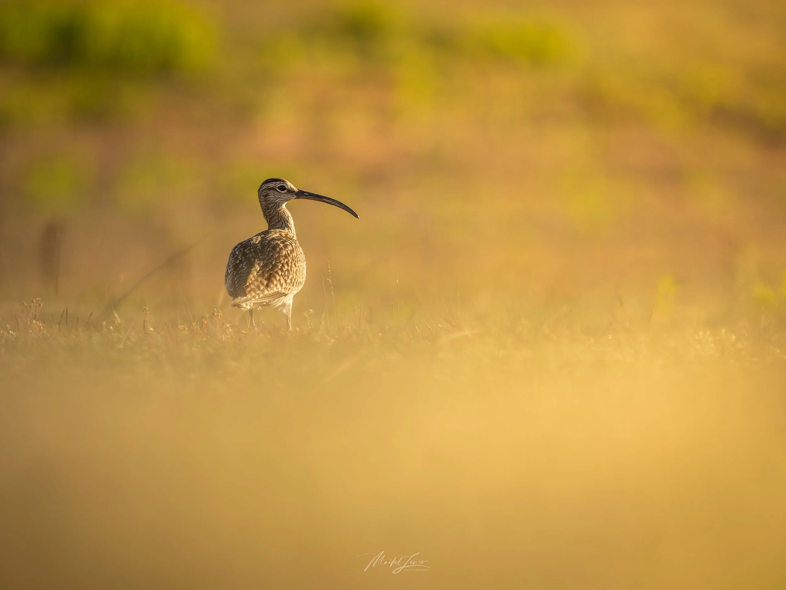 OM-system 150-400mm 4.5 pro