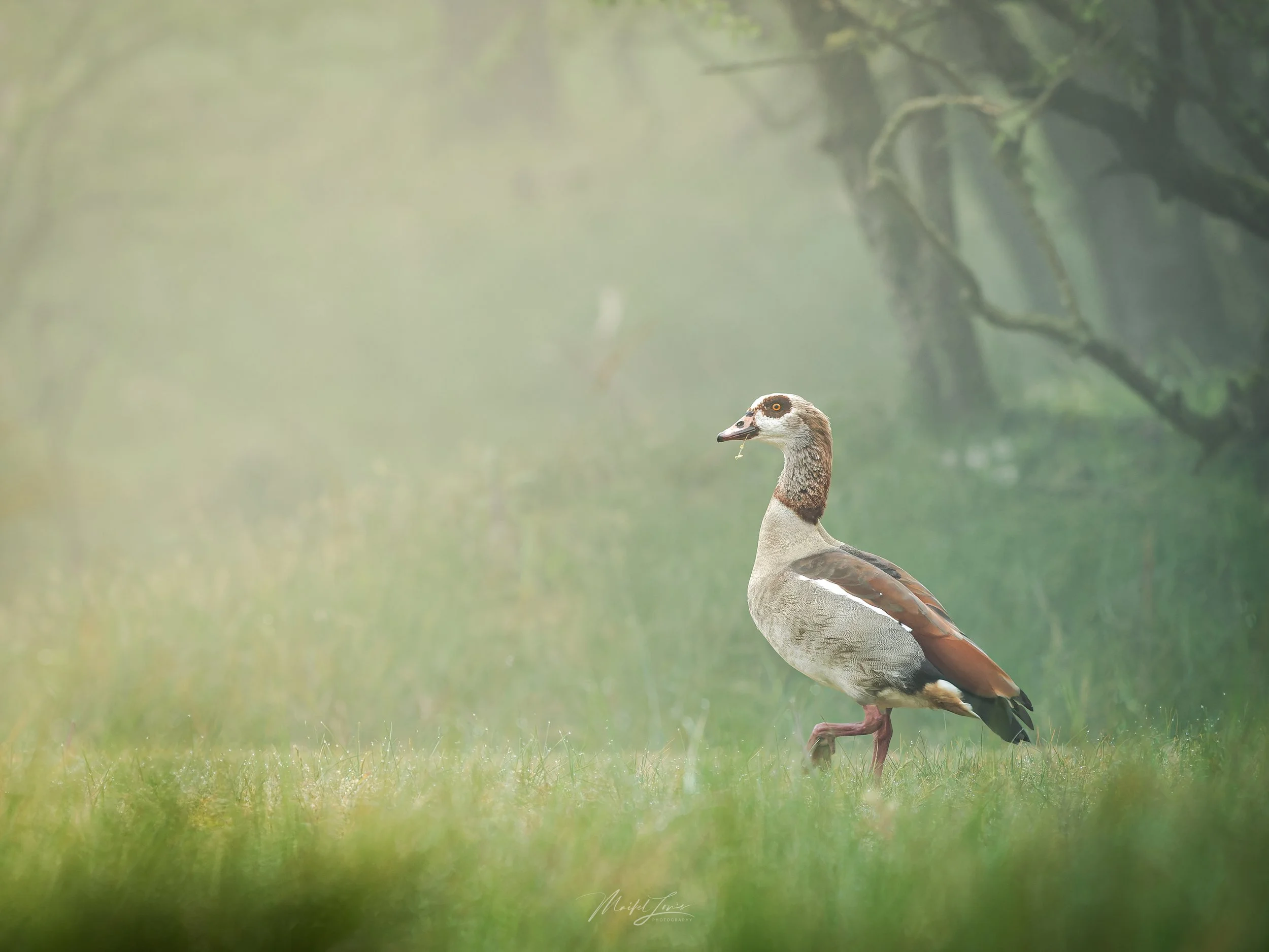 OM-system 150-400mm 4.5 pro