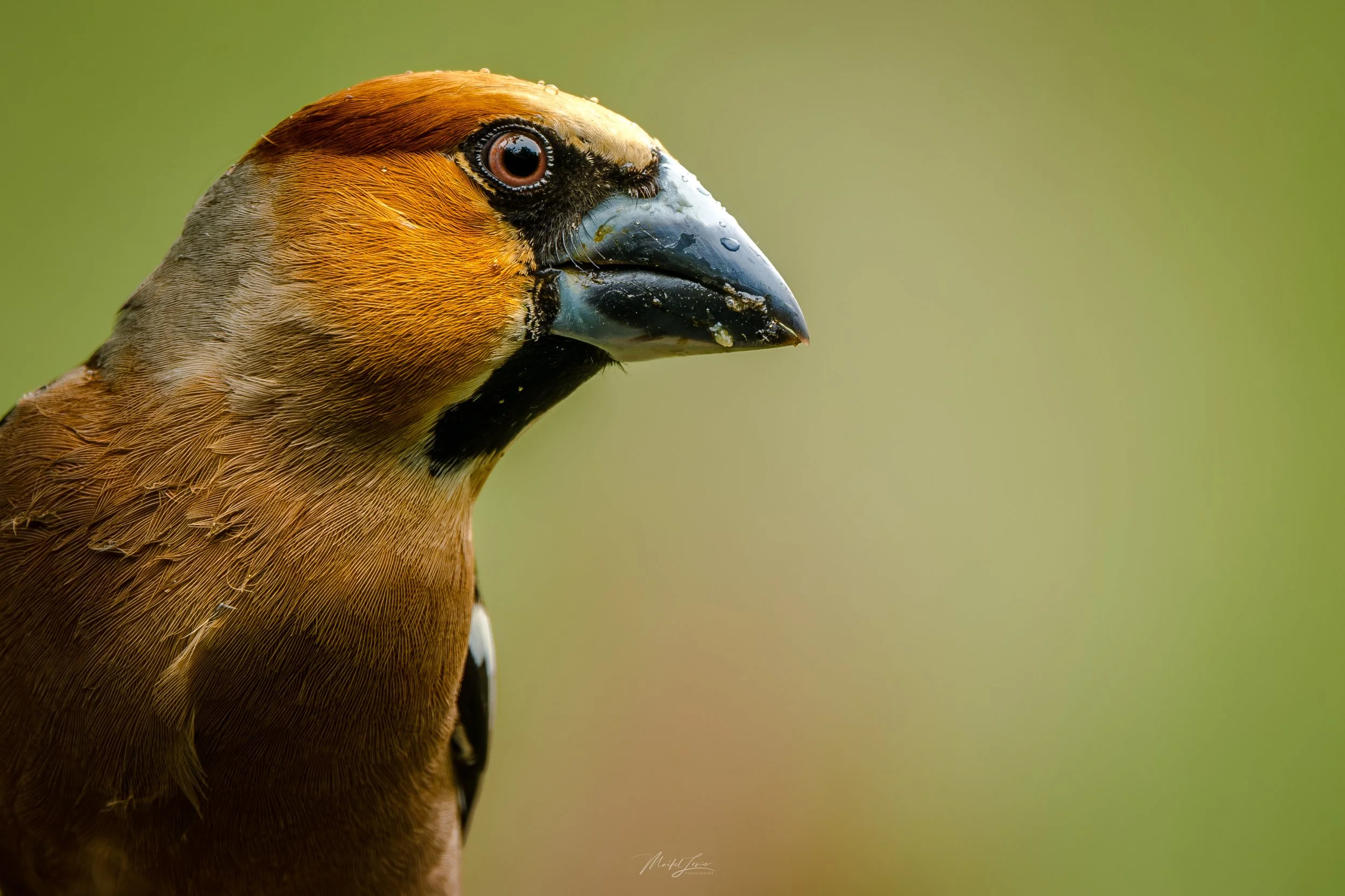 _DSF4042-Verbeterd-NR.jpg