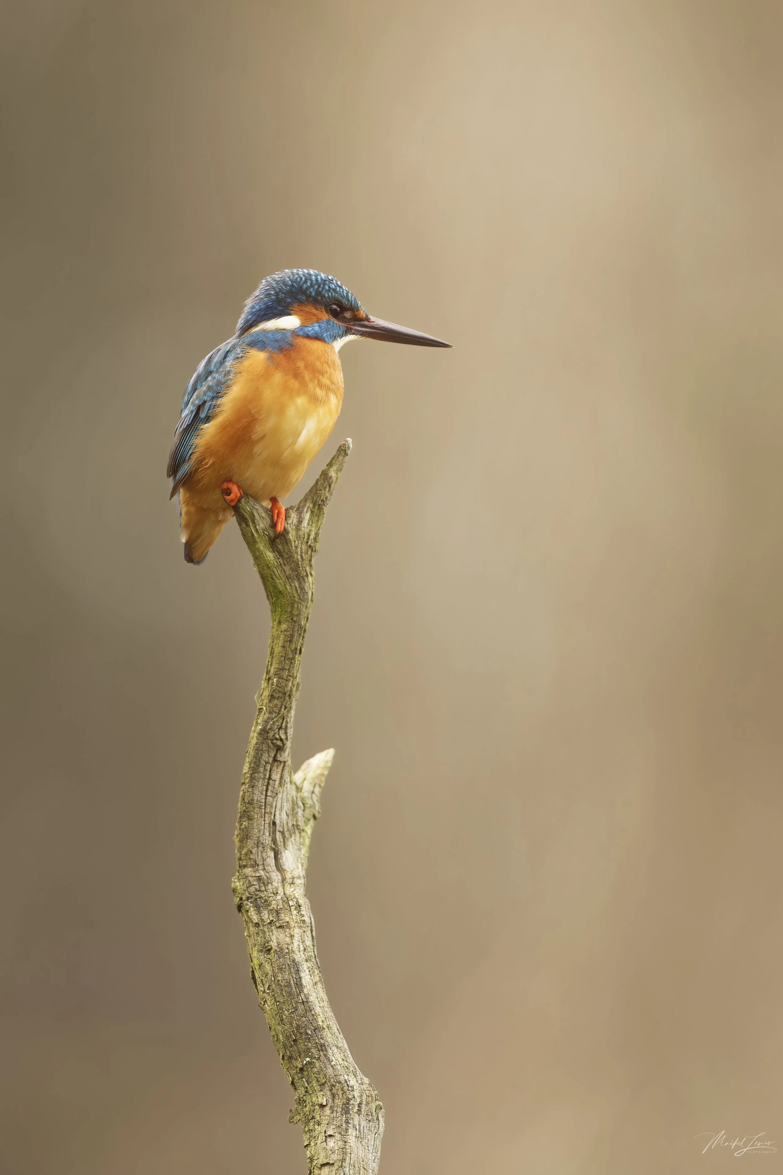 Maikel Lonis photography Nature First