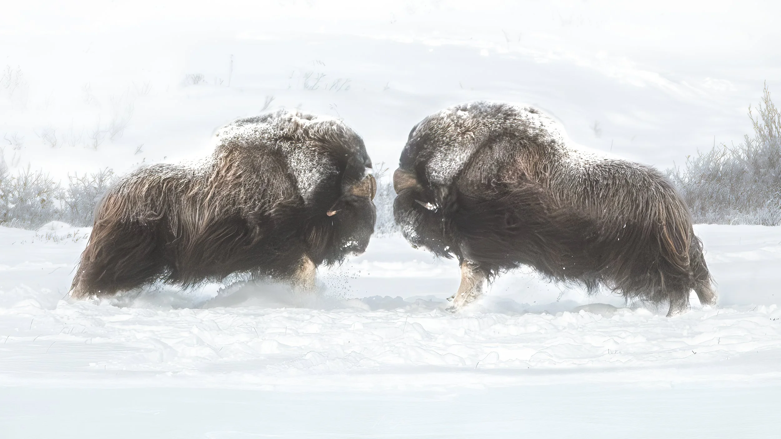 Muskox Dovrefjell norway by Maike Lonis
