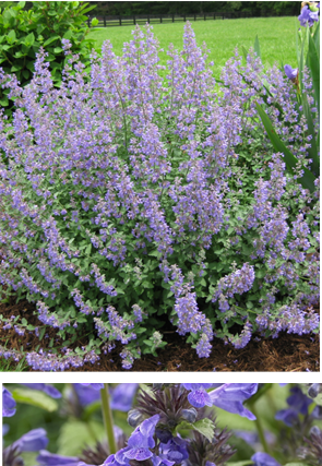 Catmint
