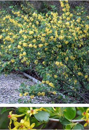 Ribes Aureum