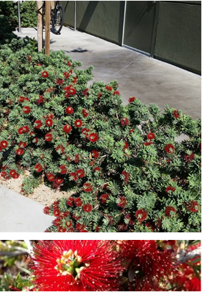 Callistemon "little John"