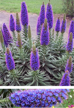 Echium Fastuosum