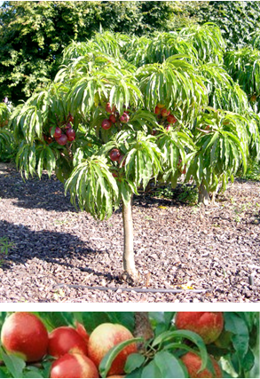 Nectarine Tree