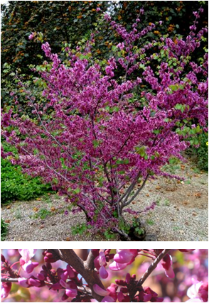 Cercis Occidentalis