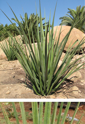 Furcraea Macdougalii
