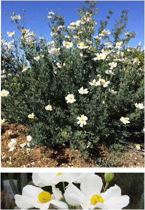 Matilija Poppy
