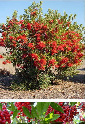 Toyon - Heteromeles Arbutifolia