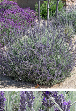 Lavandula "goodwin creek"