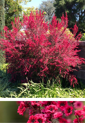 New Zealand Tea Tree