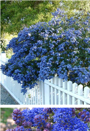 Ceanothus