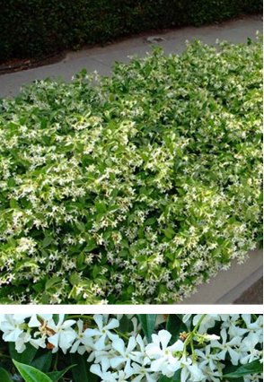 Star Jasmine