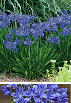 Agapanthus - Lily of the Nile