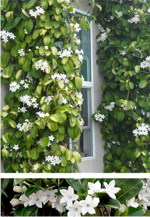 Stephanotis Floribunda