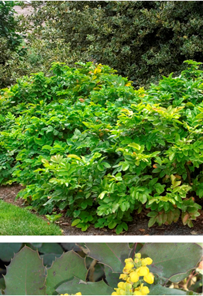 Mahonia Repens