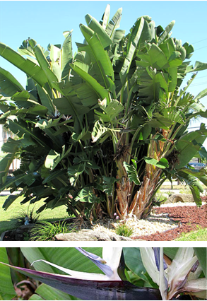 Giant Bird of Paradise
